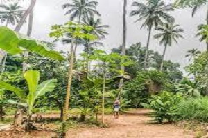 Zanzibar Spice | Zanzibar Spice Tour | Zanzibar Spice Farm Tour | Zanzibar Spice Island | Zanzibar Spice Farm | 2023 | 2024 | 2025 | Kizza Adventures